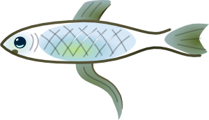 fish shell